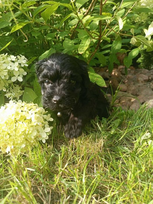 Maltipoo/Hawapoo f1 piękna dziewczynka