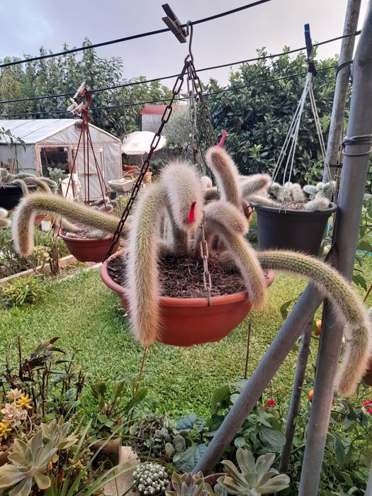 Catos, suculentas e agave