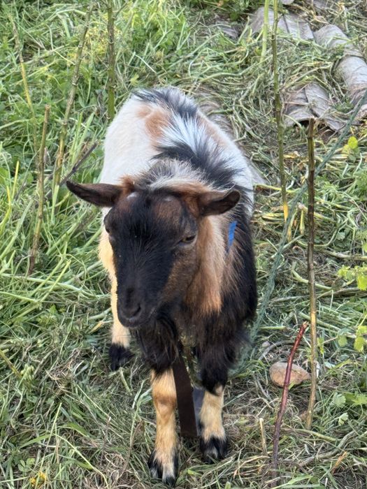 Cabrito anão macho com dois anos