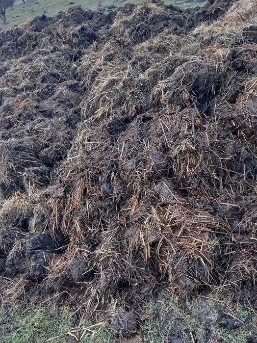 Гній коровячий добрива