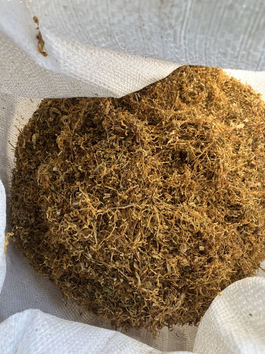 Virginia, gold, berli, gavana gold