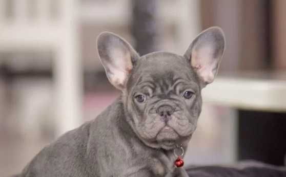 щенки французского бульдога
