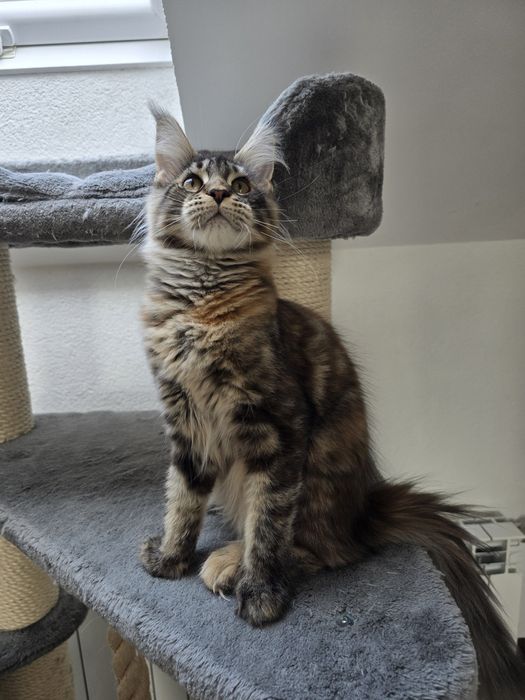Koteczka Maine coon