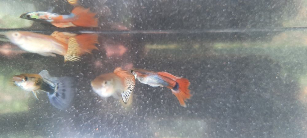 Peixe Guppy água fria