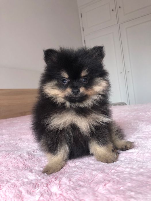 Lulu da Pomerânia Mini Macho