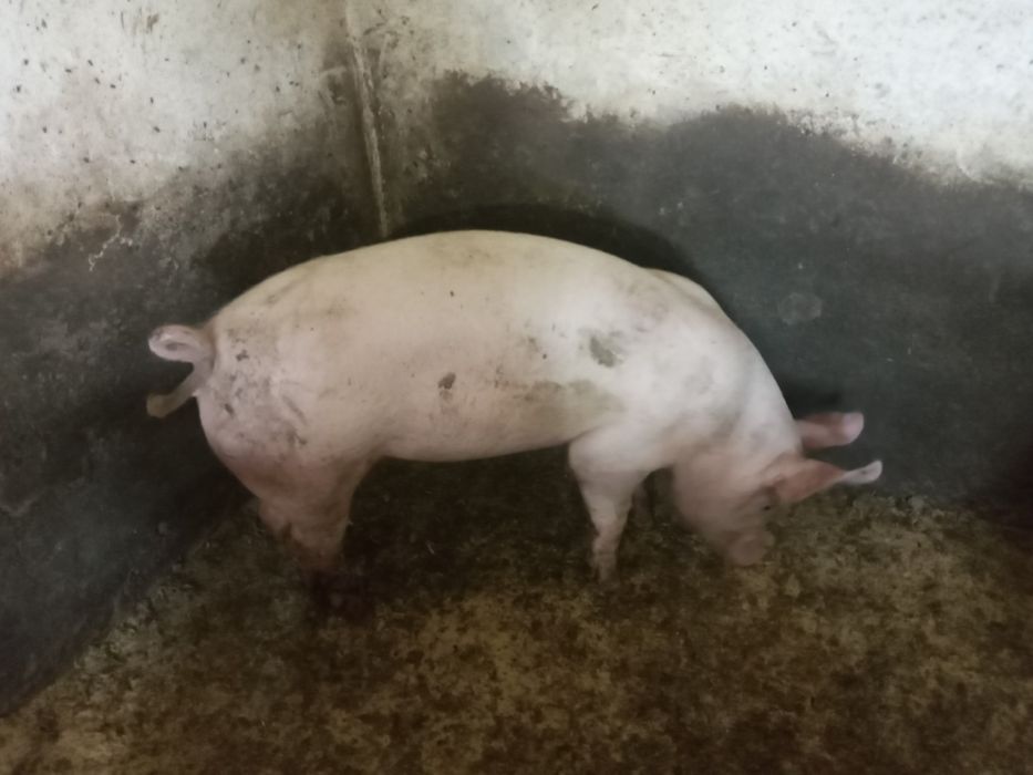 Свиноматки!Поросята на плем'я!Ремонтні льошки!