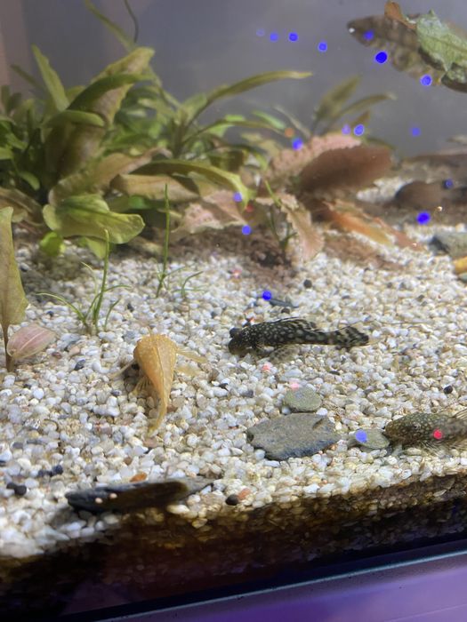 Zbrojniki sprzedam, odbiór osobisty