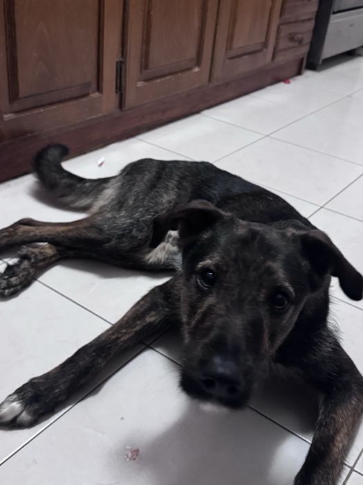 Cão para a adopção
