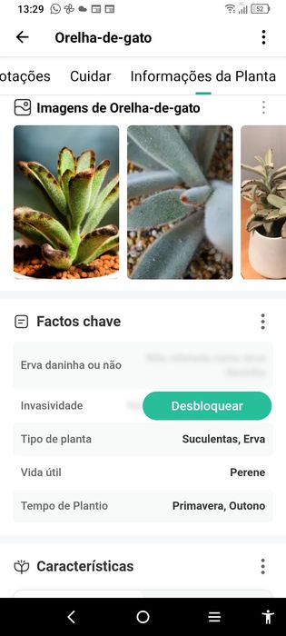 Plantas "orelha de gato" kalanchoe tomentosa