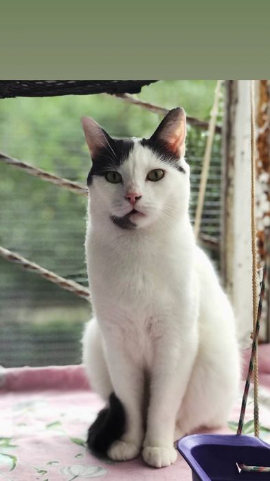 Отдам серо-белого кота, кастрирован, привит, 2 года