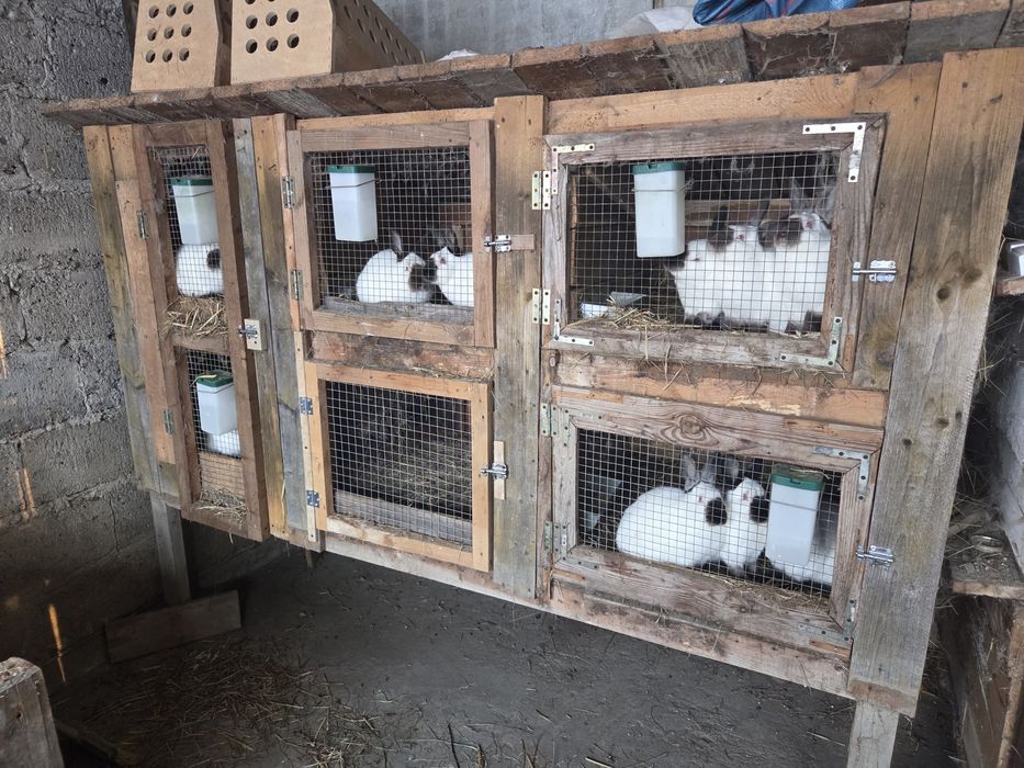 Króliki kalifornijskie młode samice i samce