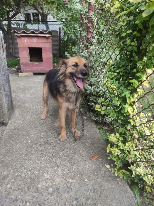 Собака стерилізована з чудовим характером