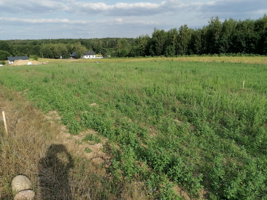 Działka budowlana 1600 mkw. - Więcej