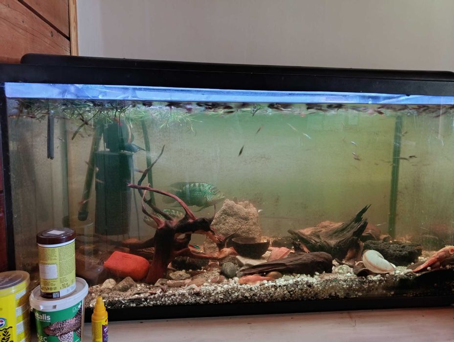 Akwarium 200 L rybki gupiki pielegnice
