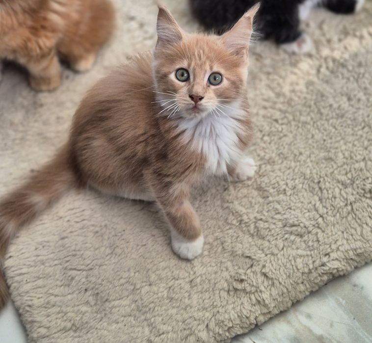 Kot Maine coon po sterylizacji- kastracji Gotowy do odbioru