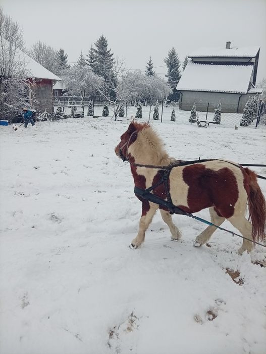 Sprzedam kucyka srokatego