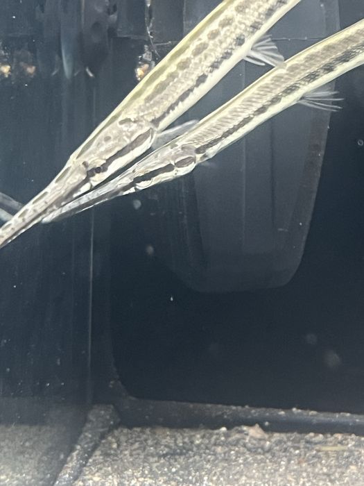 GAR Florida 14/15cm