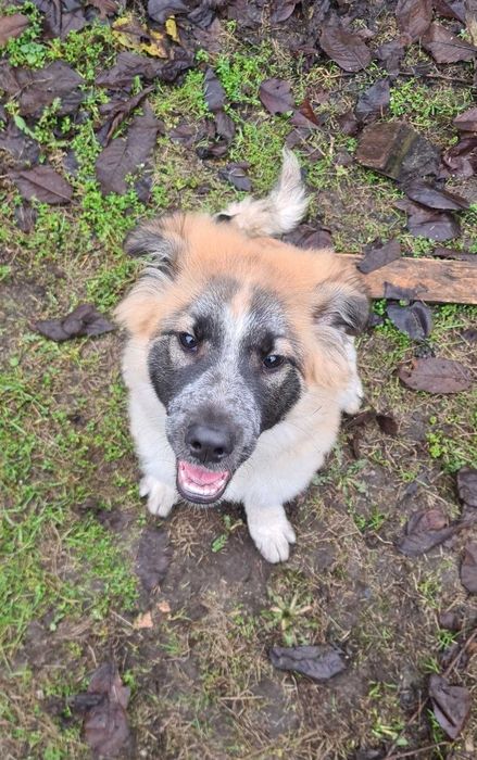 Oddam cudownego szczeniaczka (suczka)