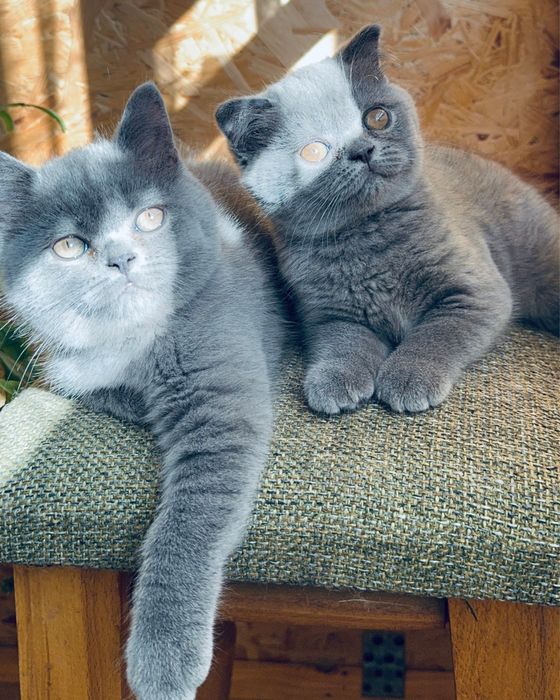 Шотландські кошенята/Scottishkittens/