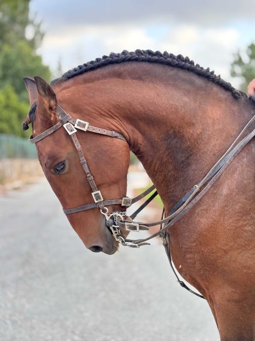 Cavalo lusitano com livro azul, castrado 5 anos montado