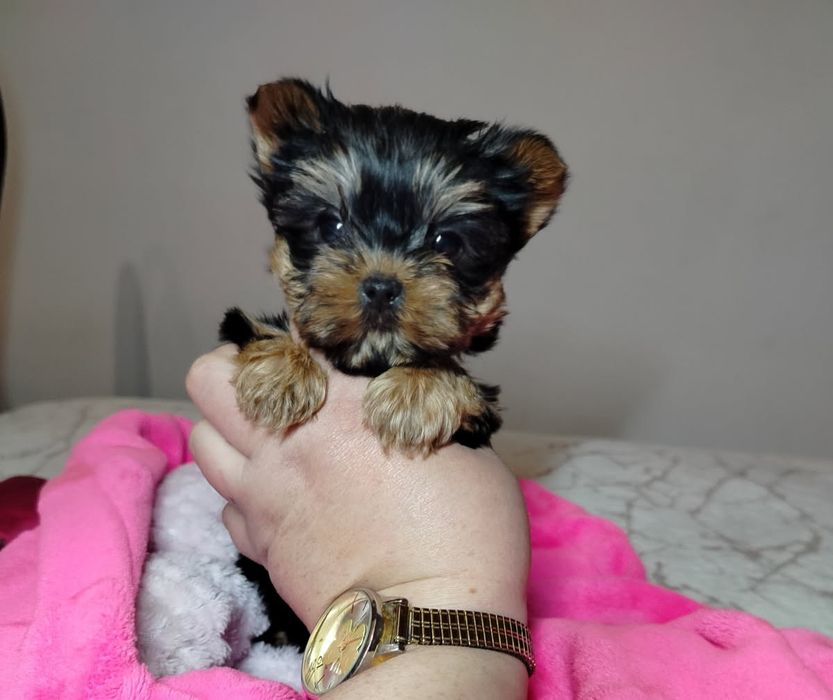 MINI Suczka York Yorkshire terrier z 4-pokoleniowym rodowodem
