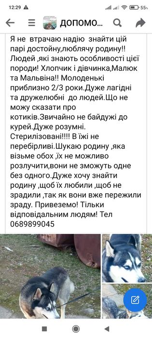 Стерилізовані хаскі в добрі руки