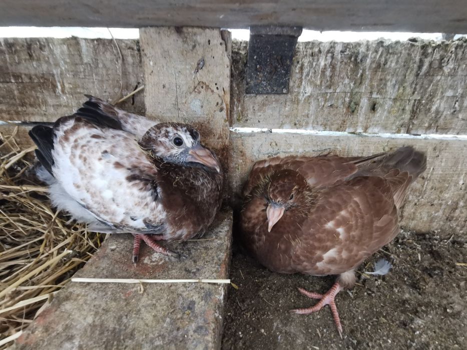 Pombos de grande porte