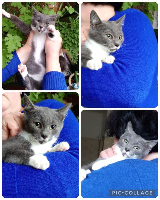 Кошеня хлопчик в пошуках дому