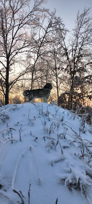 В'язка ,Маламут ,Кобель