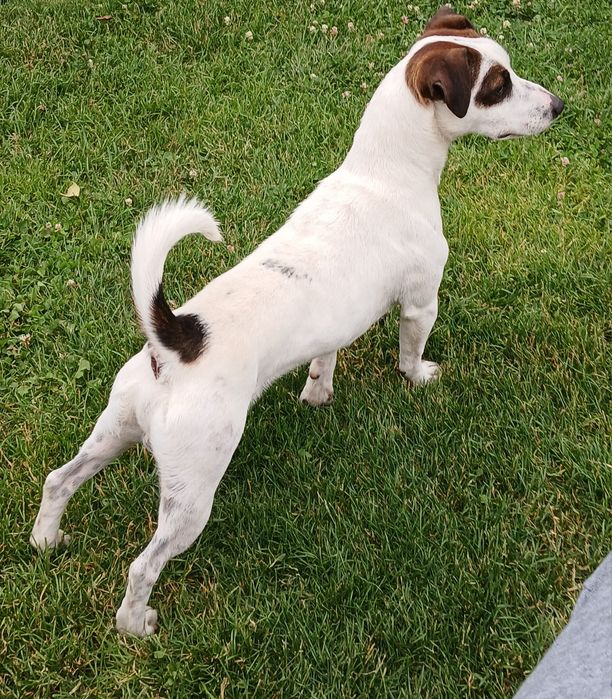 Jack russell terrier