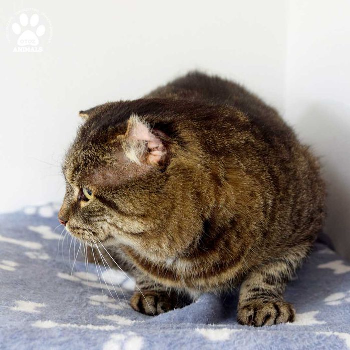 Spokojny Bahavas czeka na dom!