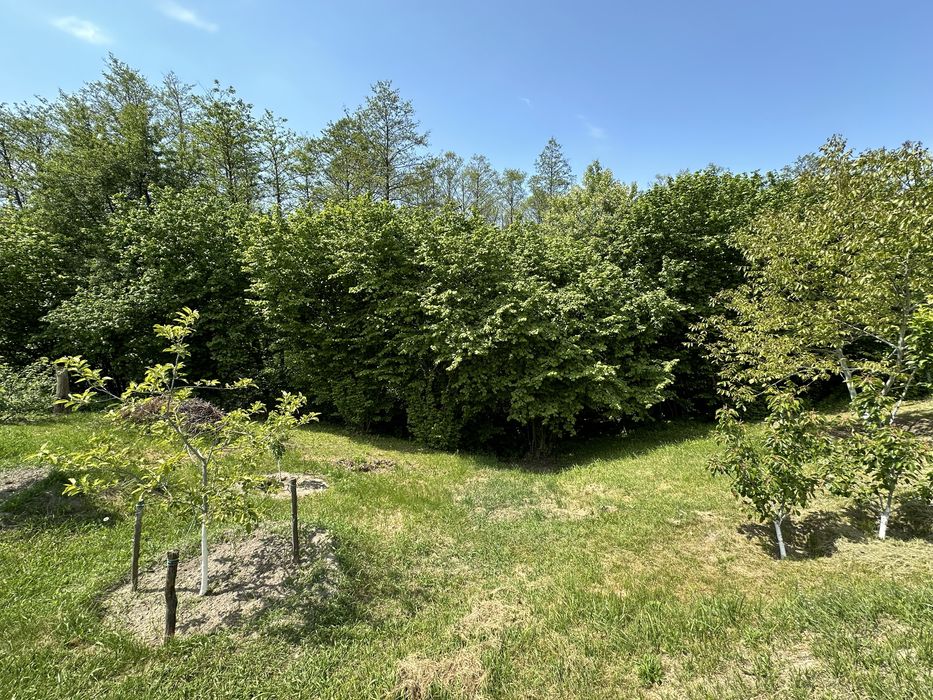 Віта-Поштова ділянка 2.1 Га, біля заповідника, ліс, сосни, комунікаціі