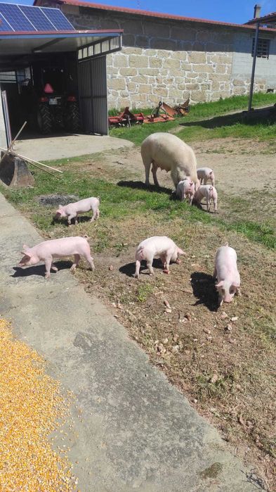 Leitões para criar ou assar