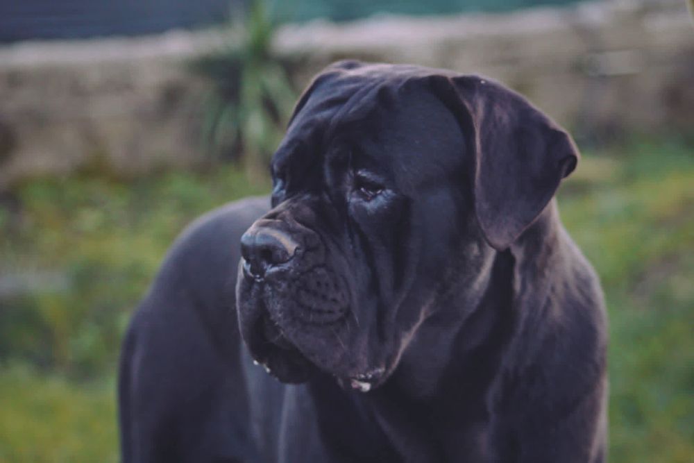 Um jovem  Cane Corso quere ser pai