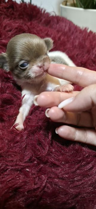 Chihuahua Macho pelo longo