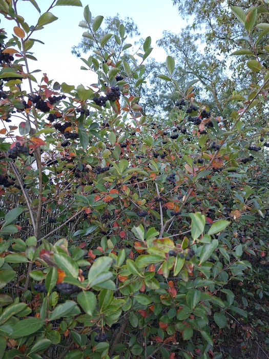 Krzewy Aronii owocowej