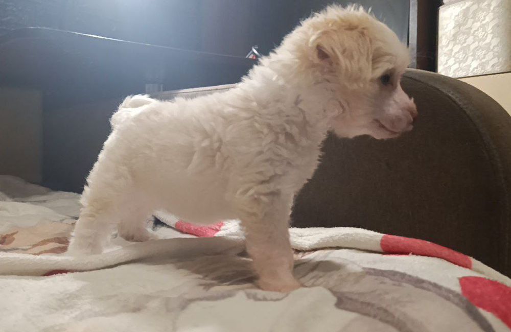 Китайська чубата КСУ FCI