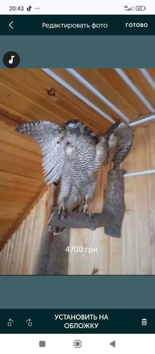 олень, баран,козел з рогами на стіну