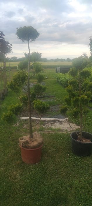Krzewy formowane BONSAI 200CM