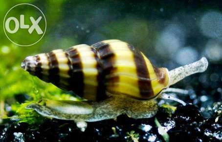 Anentome Helena Caracol Assassino Tomar Sao Joao Baptista E Santa Maria Dos Olivais Olx Portugal