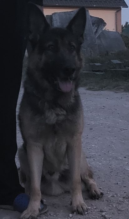 Німецька вівчарка в'язка