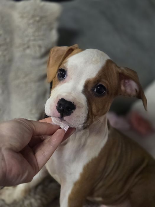 Efektowny Samczyk American Staffordshire Terrier FCI ZKwP