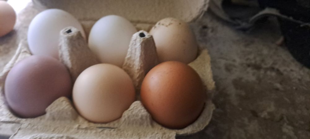Ovos caseiros de galinhas do campo