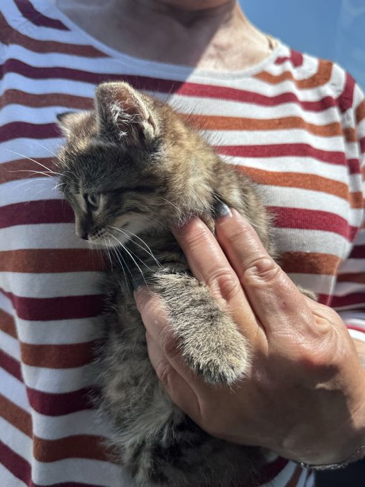 Кошеня шукає дім