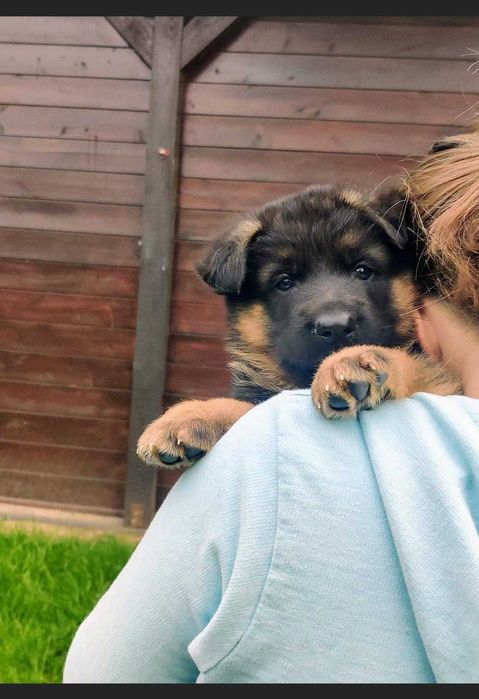 Owczarek Niemiecki Krótkowłosy Szczeniak FCI WYJĄTKOWY PRAWDZIWY RODOW