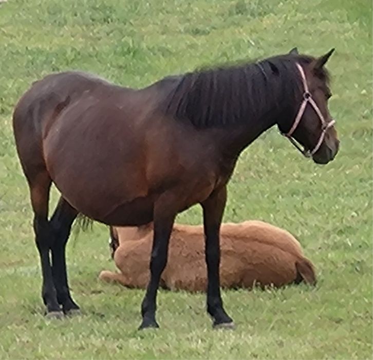 Konie rasy Huculskiej
