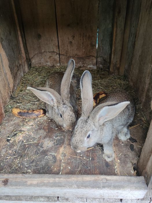 Sprzedam 2 mięsiecznego belga