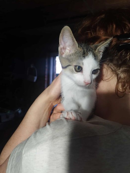 Kocięta do adopcji!