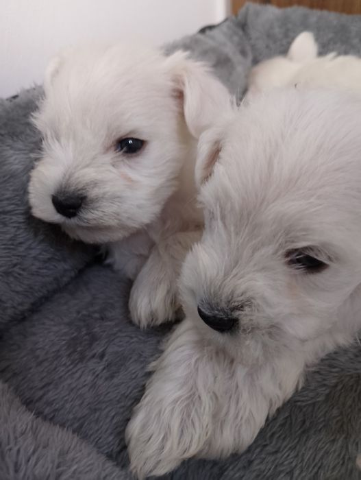 Sprzedam Sznaucer miniaturowy Biały FCI