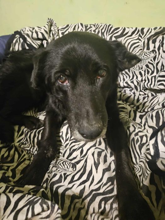 Pilne, zagrożenie życia Luny , potrzebny dom